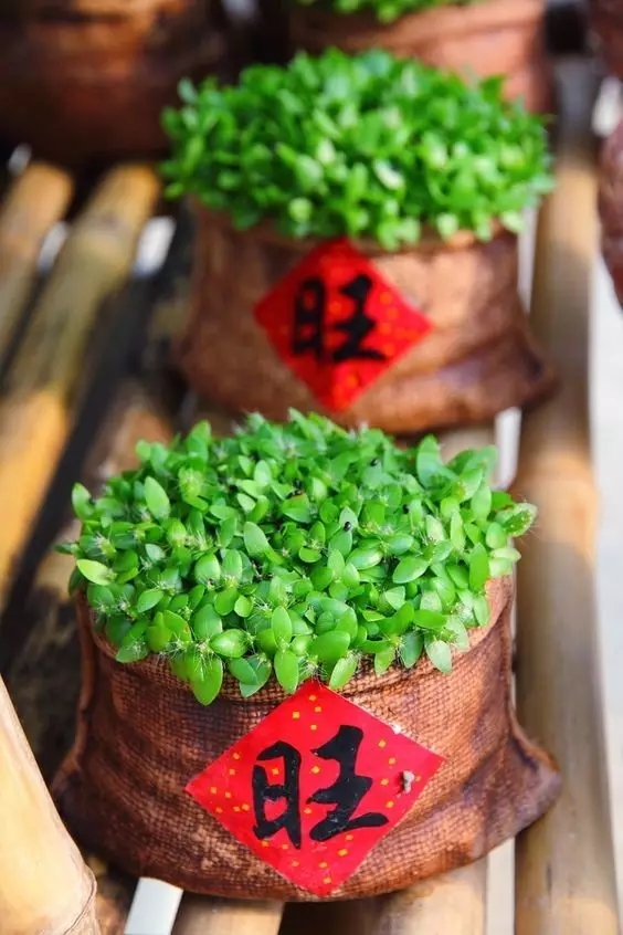 春節(jié)到！蕪湖業(yè)主家居如何布置才能驚艷親友！
